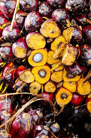 Frutto rosso della palma da olio