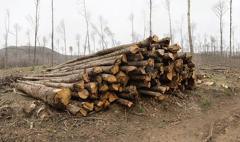 Un mucchio di tronchi di alberi tagliati da una foresta