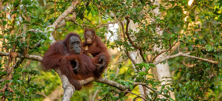 Femmina di orango con il figlio su di un albero