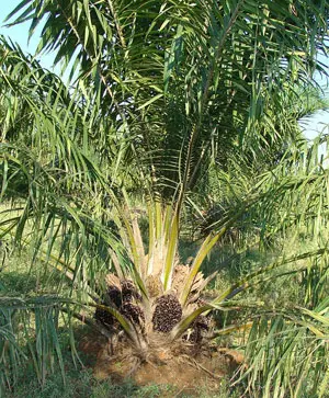 Pianta di palma da olio
