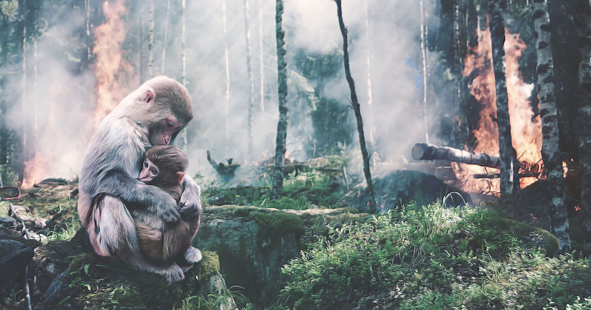 foresta brucia con mamma scimmia e suo figlio